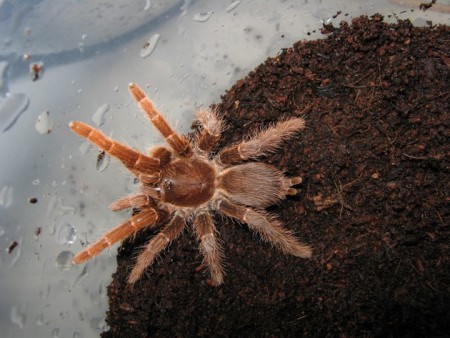 rod Pelinobius (Karsch, 1885)